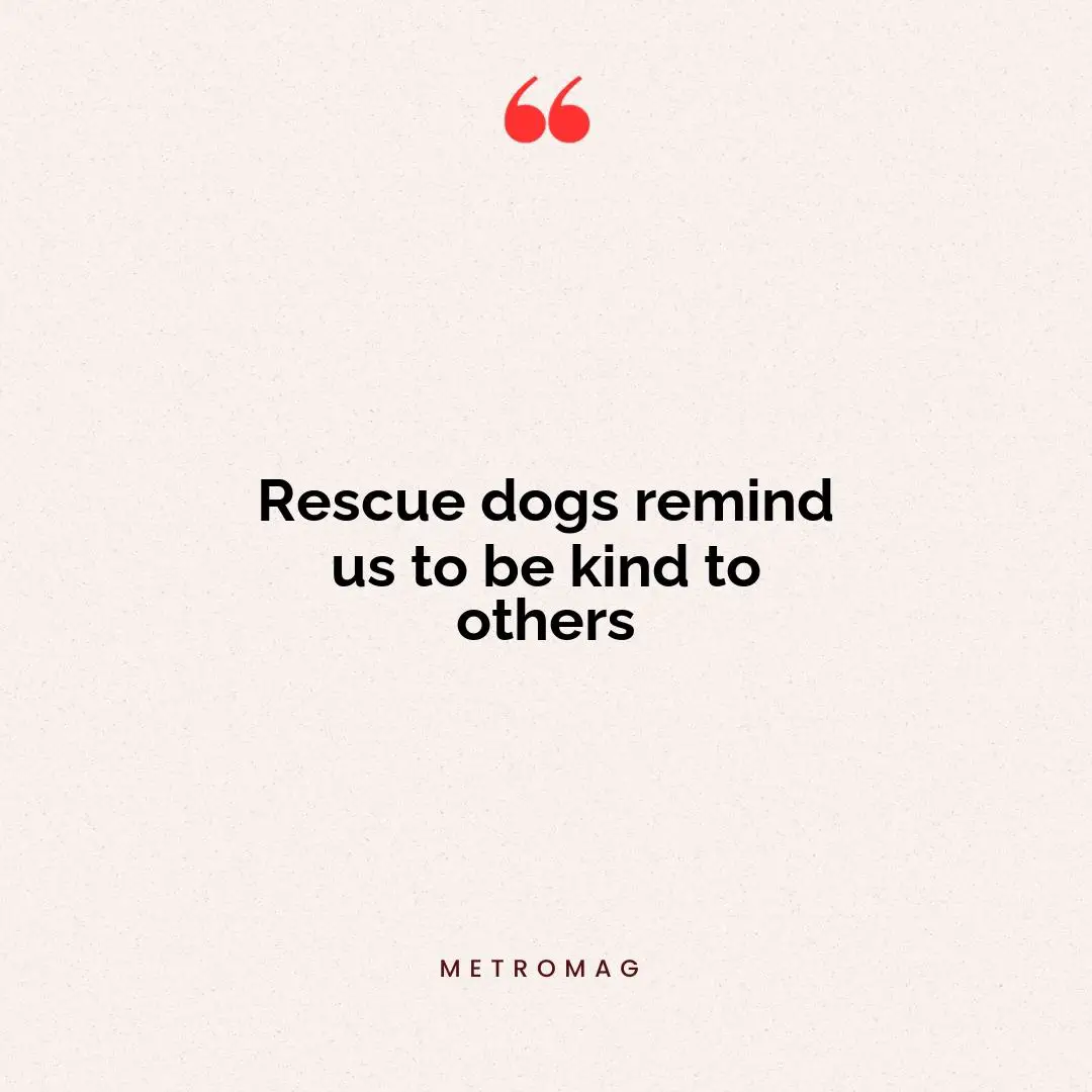 Rescue dogs remind us to be kind to others