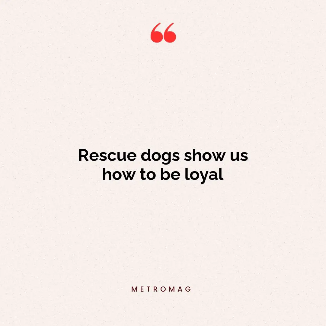 Rescue dogs show us how to be loyal