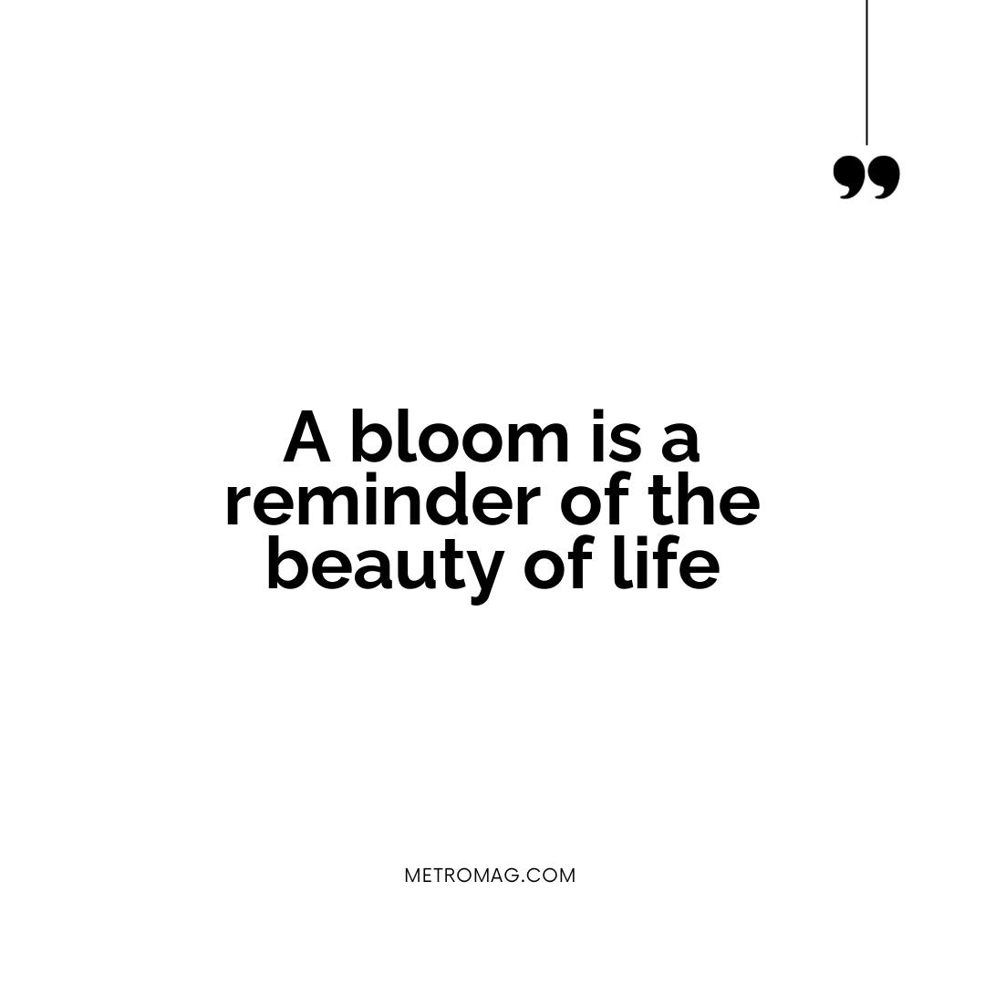 A bloom is a reminder of the beauty of life