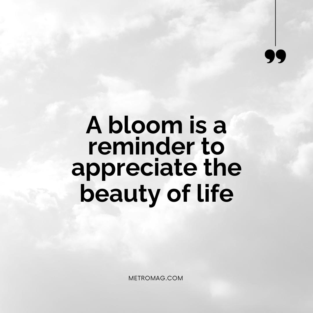 A bloom is a reminder to appreciate the beauty of life