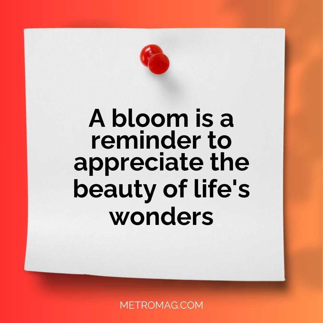 A bloom is a reminder to appreciate the beauty of life's wonders