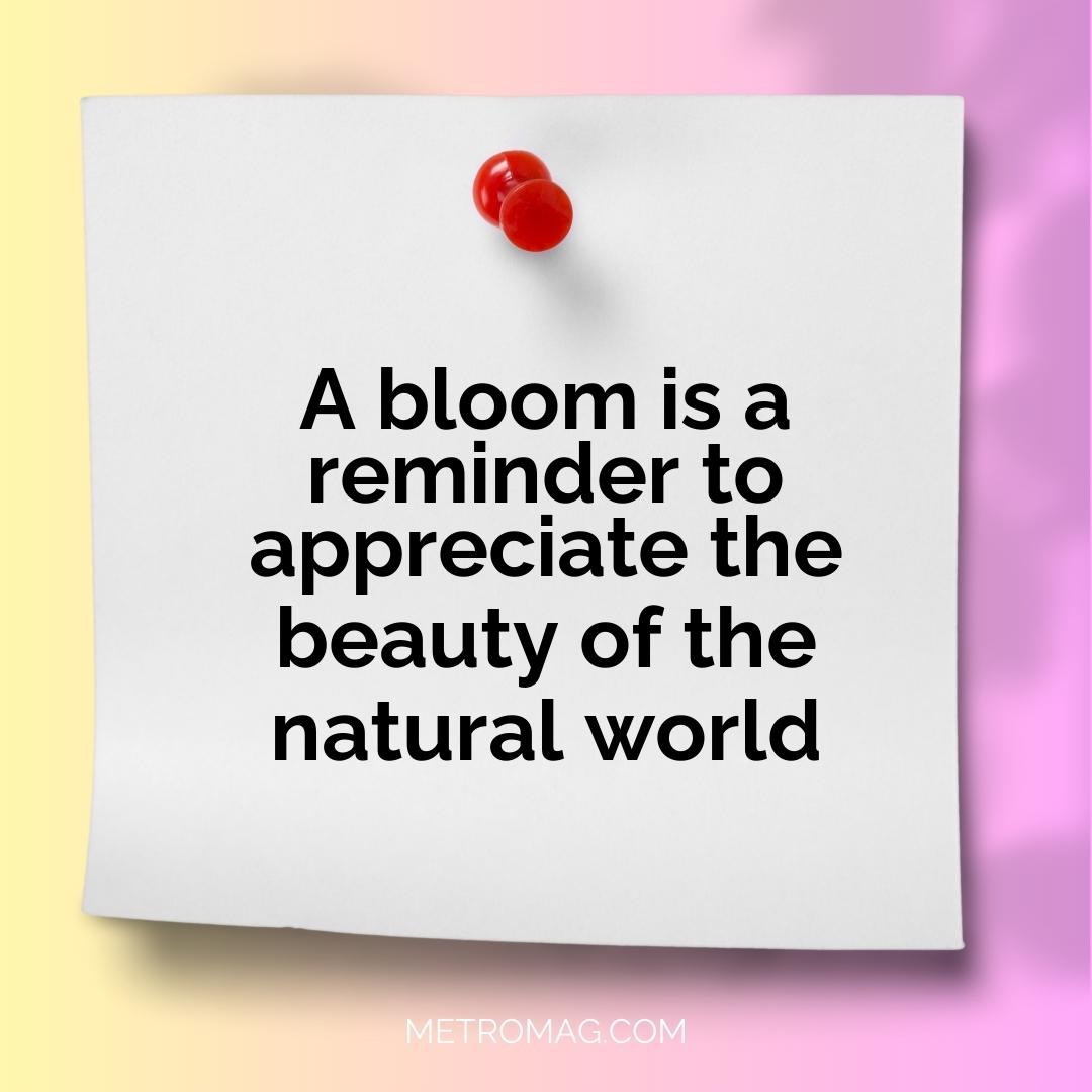 A bloom is a reminder to appreciate the beauty of the natural world