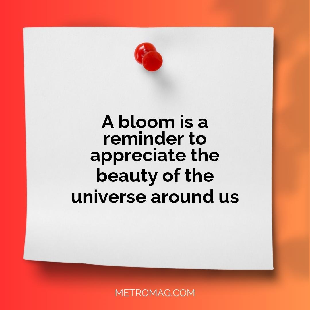 A bloom is a reminder to appreciate the beauty of the universe around us