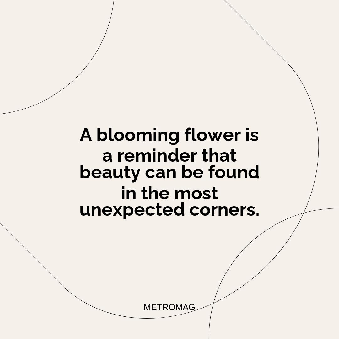 A blooming flower is a reminder that beauty can be found in the most unexpected corners.