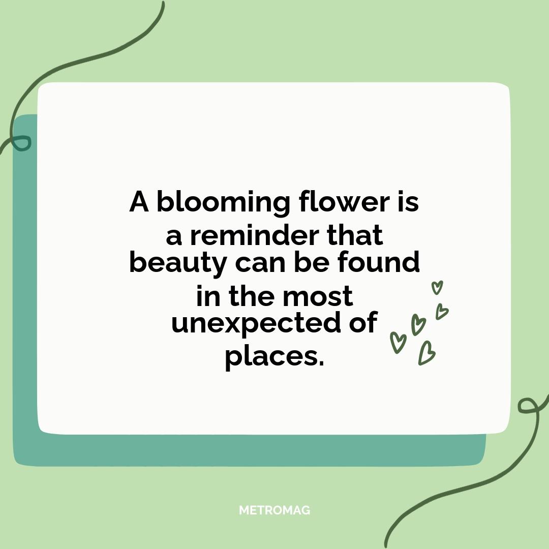 A blooming flower is a reminder that beauty can be found in the most unexpected of places.