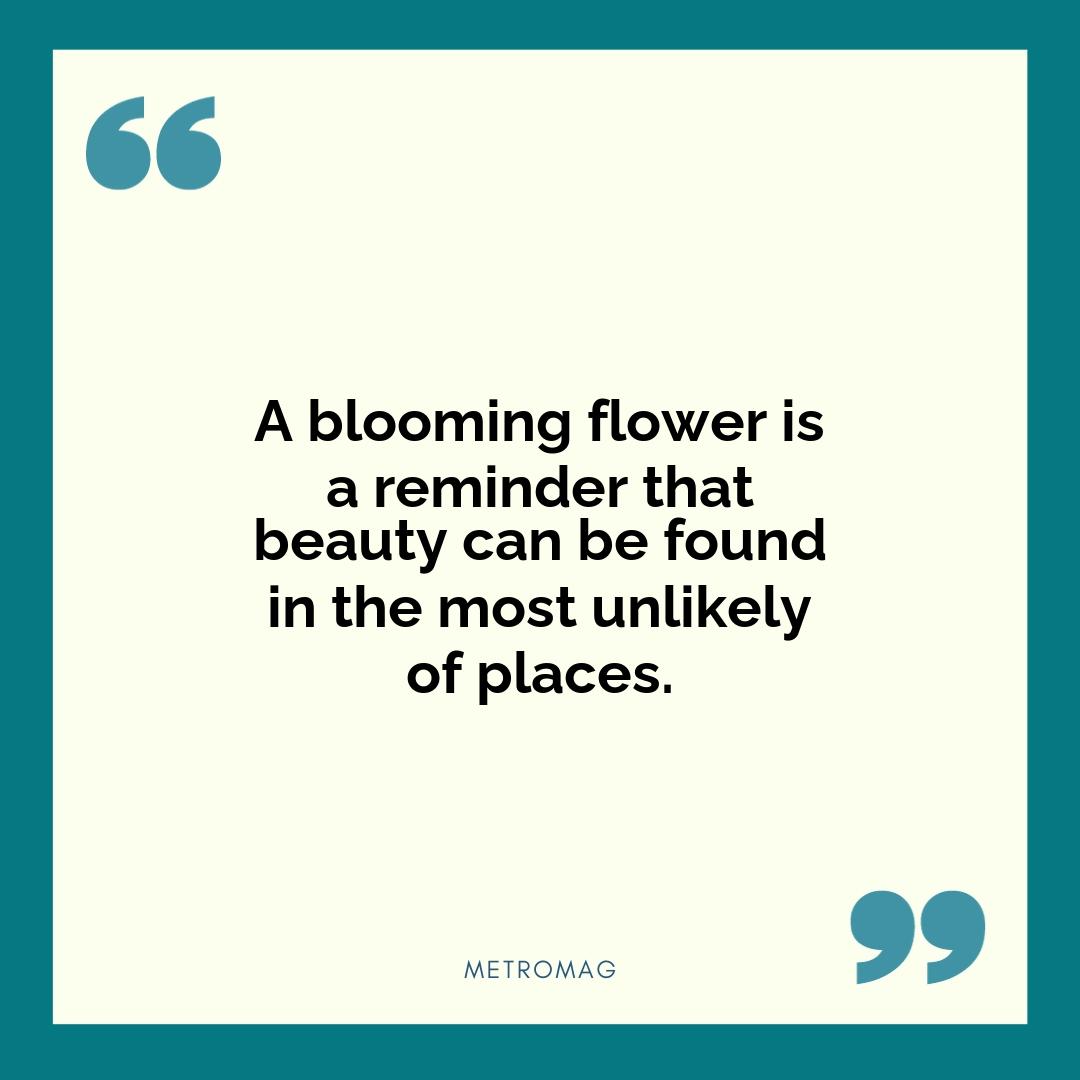 A blooming flower is a reminder that beauty can be found in the most unlikely of places.