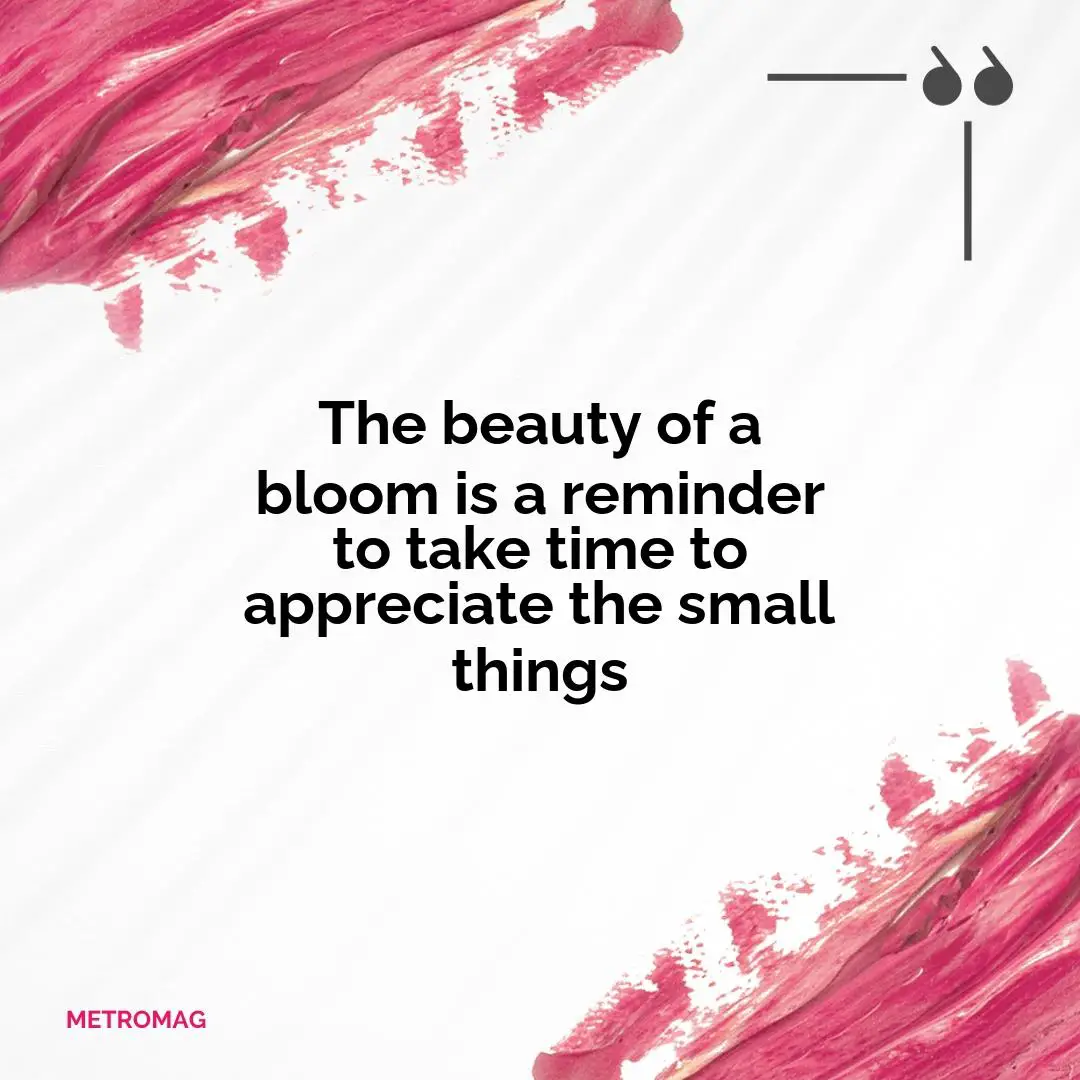 The beauty of a bloom is a reminder to take time to appreciate the small things