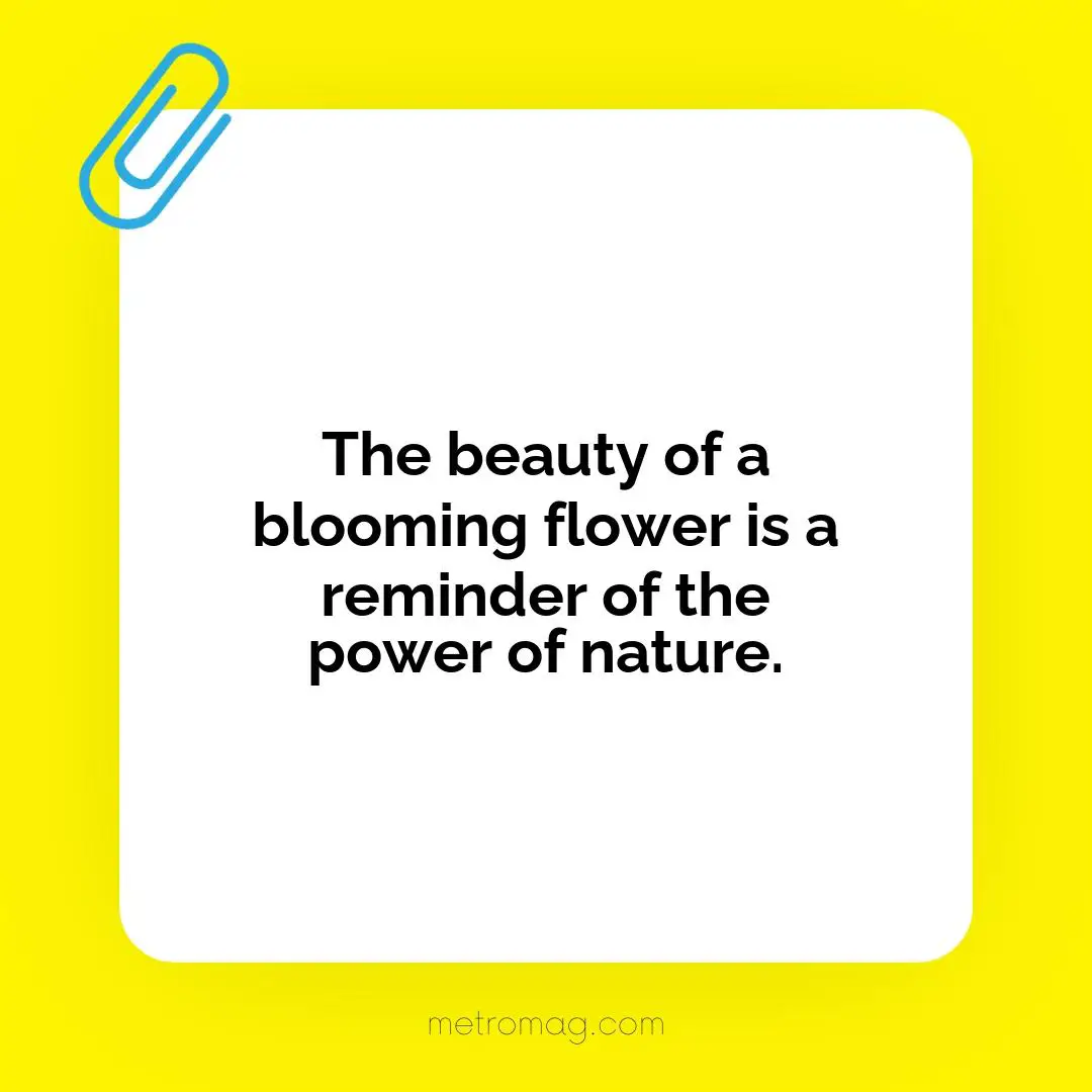 The beauty of a blooming flower is a reminder of the power of nature.