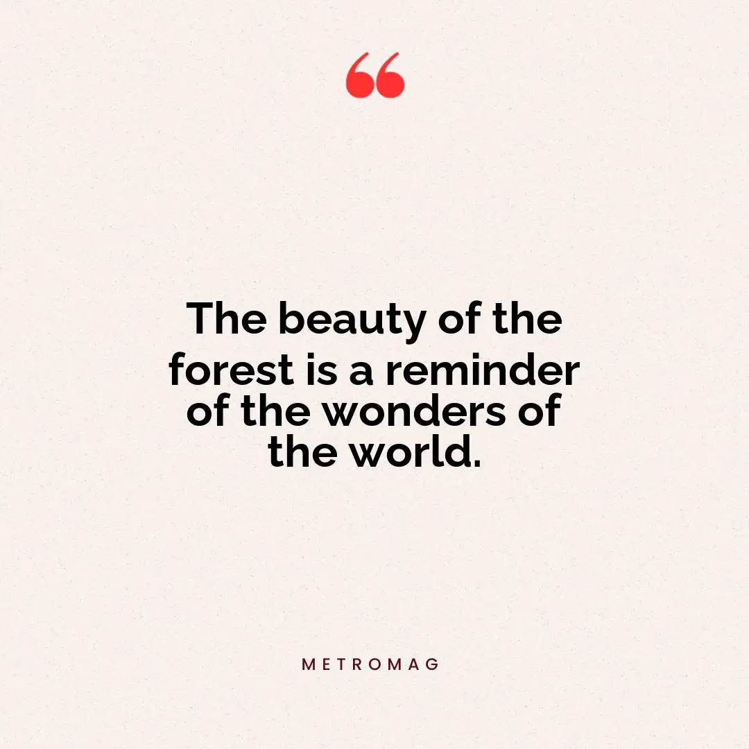 The beauty of the forest is a reminder of the wonders of the world.