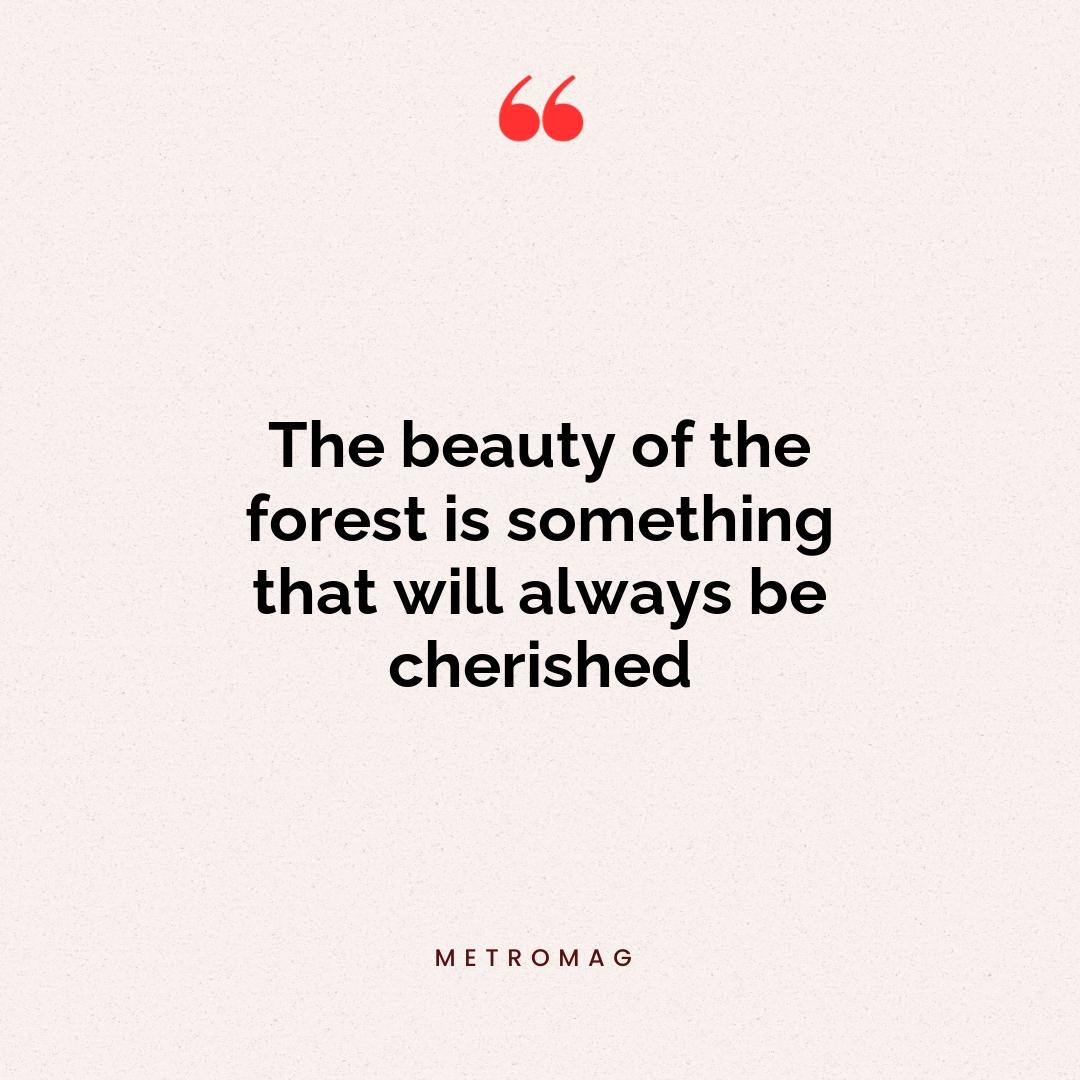 The beauty of the forest is something that will always be cherished