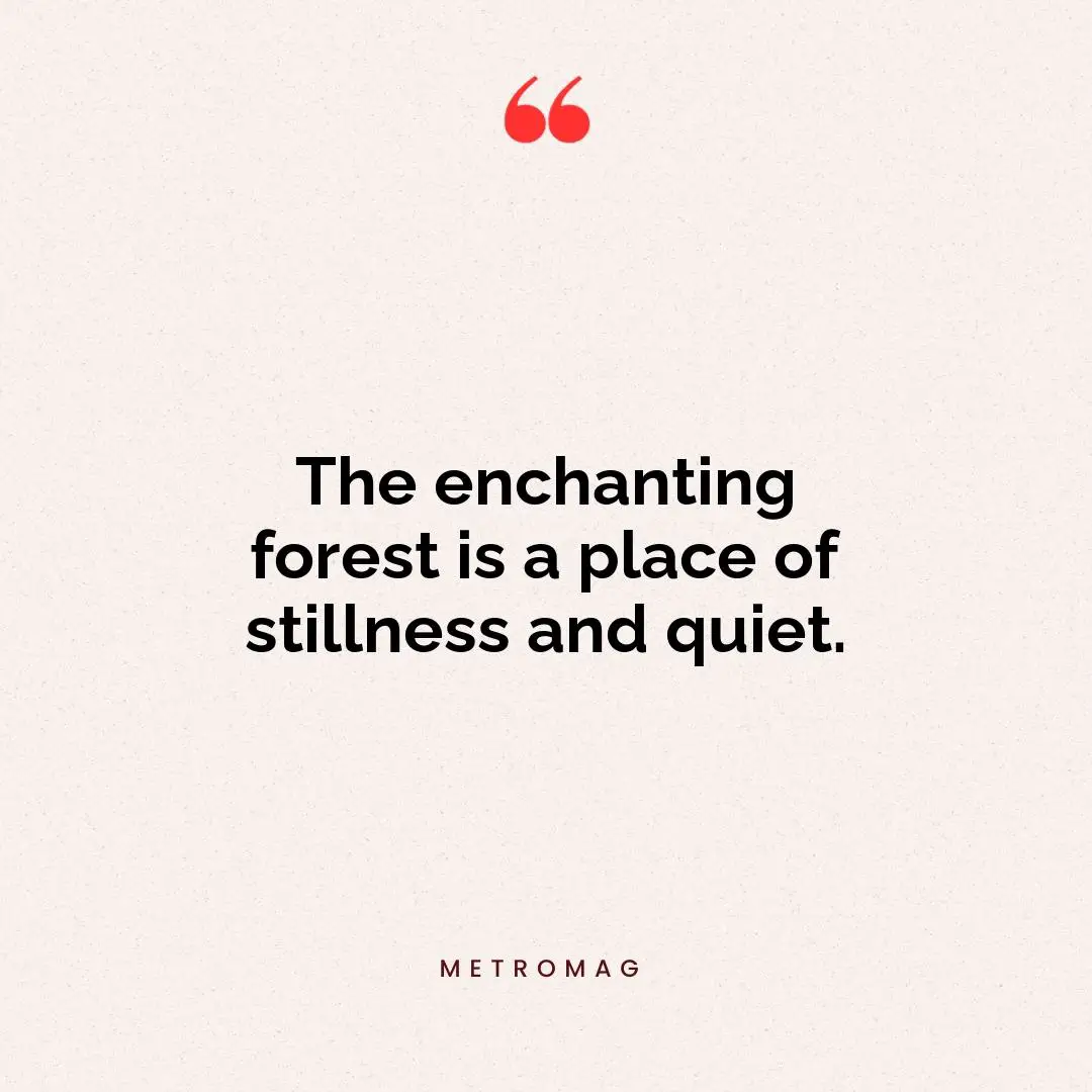 The enchanting forest is a place of stillness and quiet.