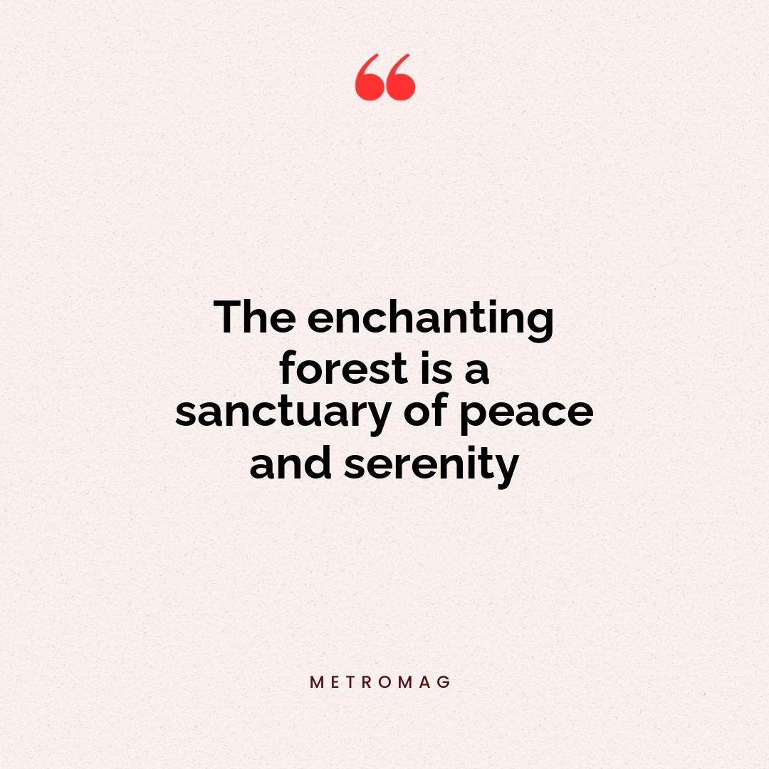 The enchanting forest is a sanctuary of peace and serenity