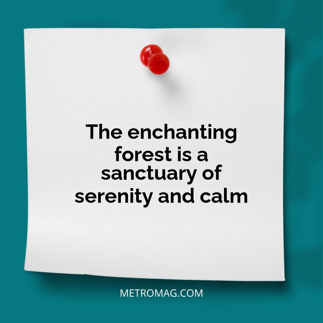 The enchanting forest is a sanctuary of serenity and calm