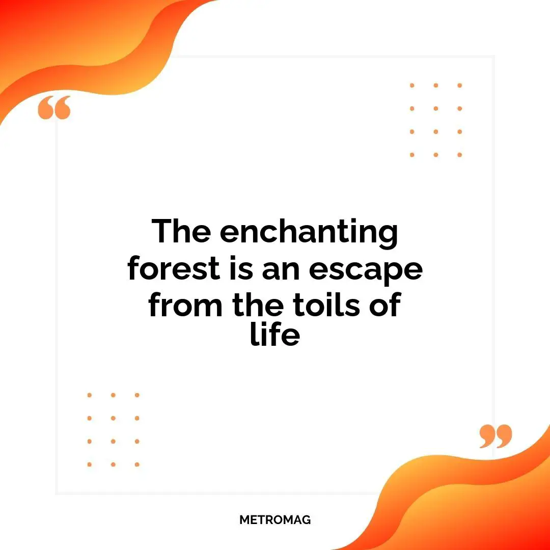 The enchanting forest is an escape from the toils of life