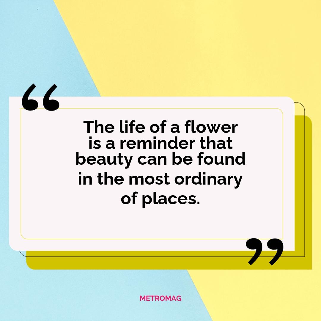 The life of a flower is a reminder that beauty can be found in the most ordinary of places.