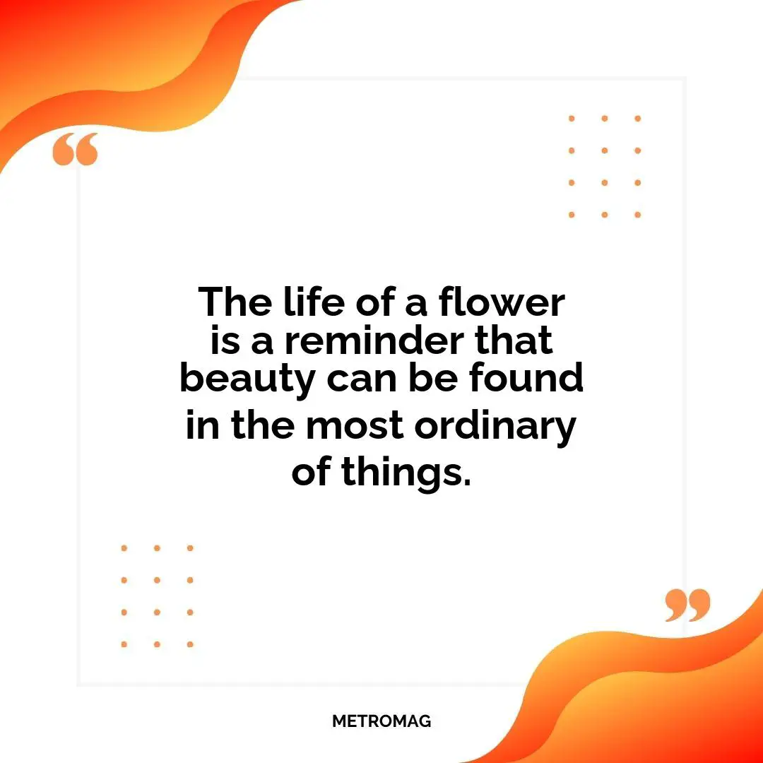 The life of a flower is a reminder that beauty can be found in the most ordinary of things.