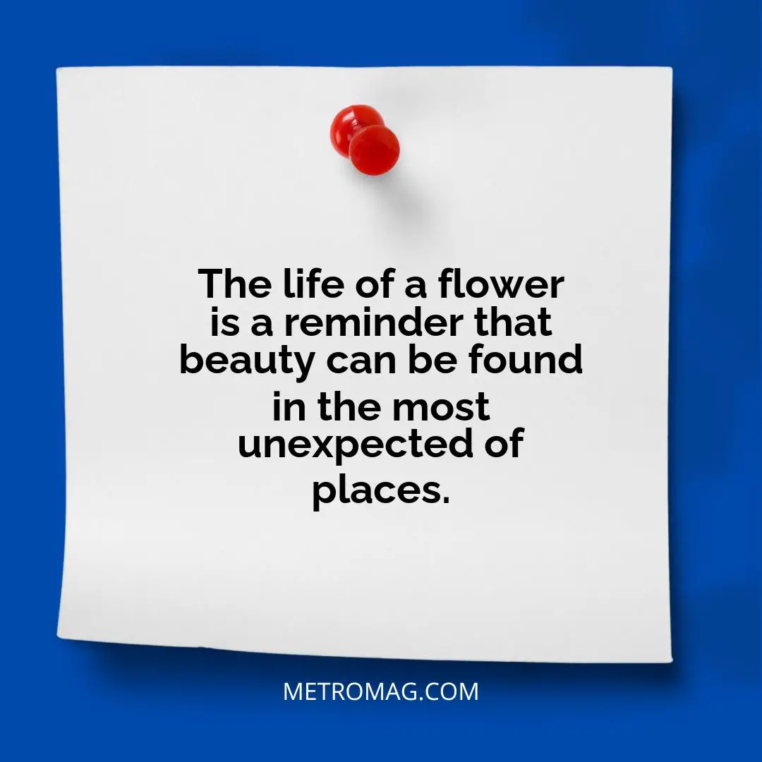 The life of a flower is a reminder that beauty can be found in the most unexpected of places.