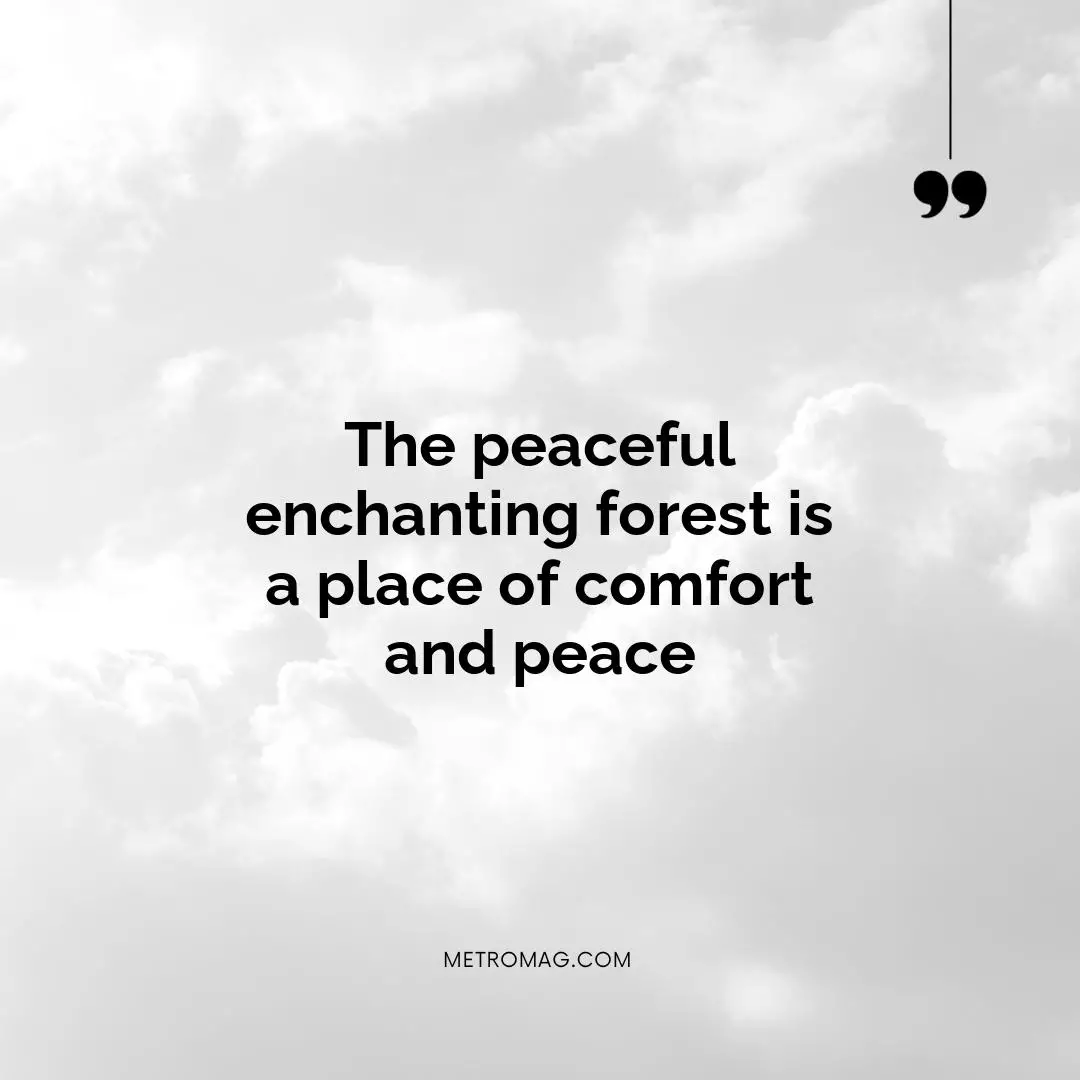 The peaceful enchanting forest is a place of comfort and peace