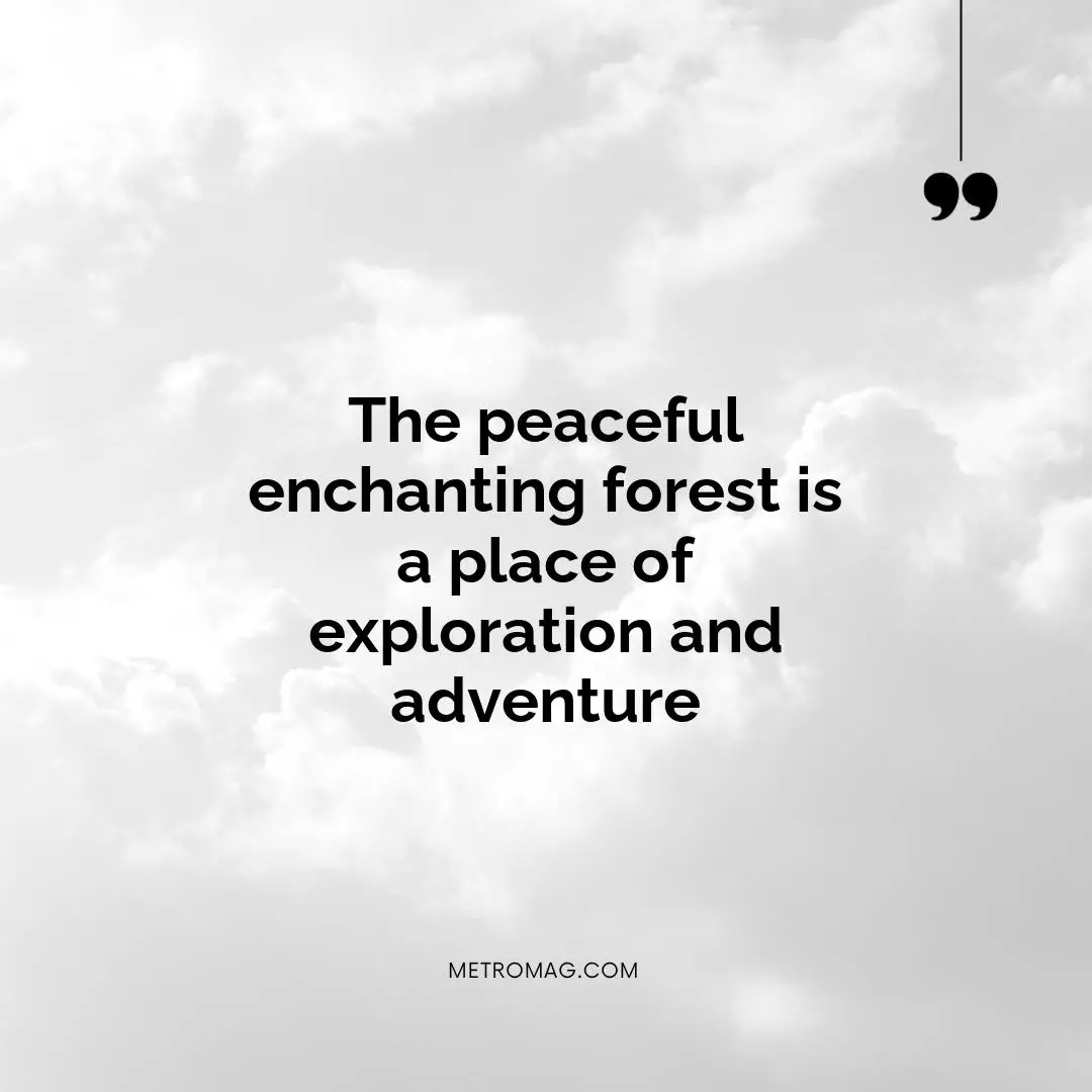 The peaceful enchanting forest is a place of exploration and adventure