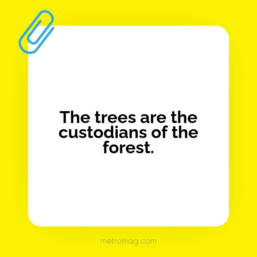 The trees are the custodians of the forest.