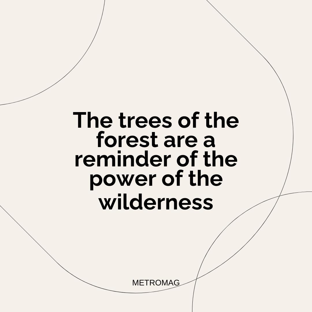 The trees of the forest are a reminder of the power of the wilderness