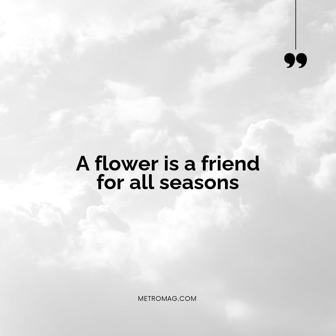 A flower is a friend for all seasons