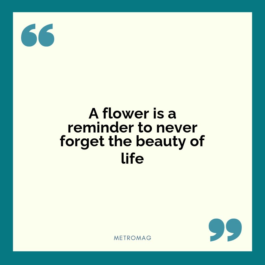A flower is a reminder to never forget the beauty of life