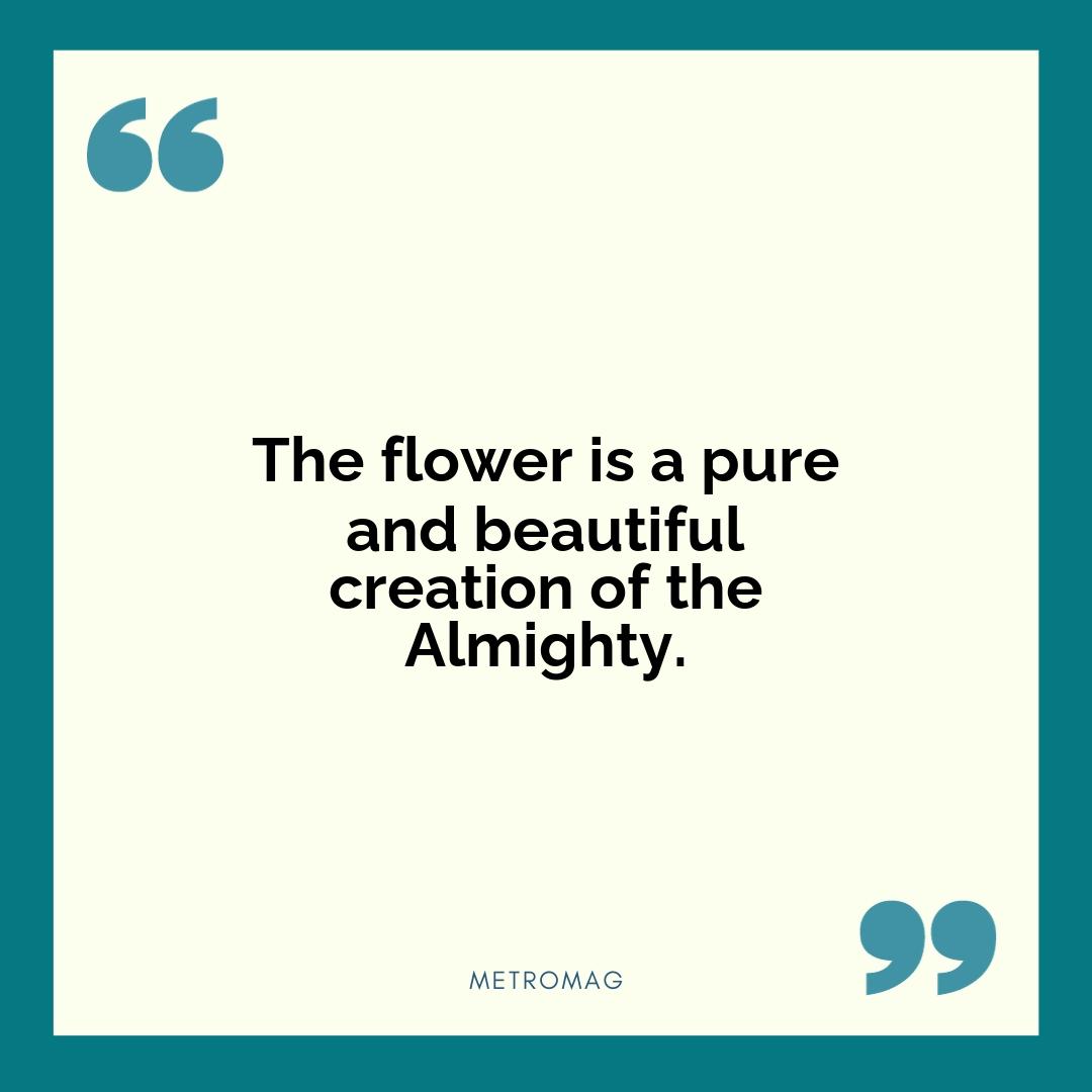 The flower is a pure and beautiful creation of the Almighty.