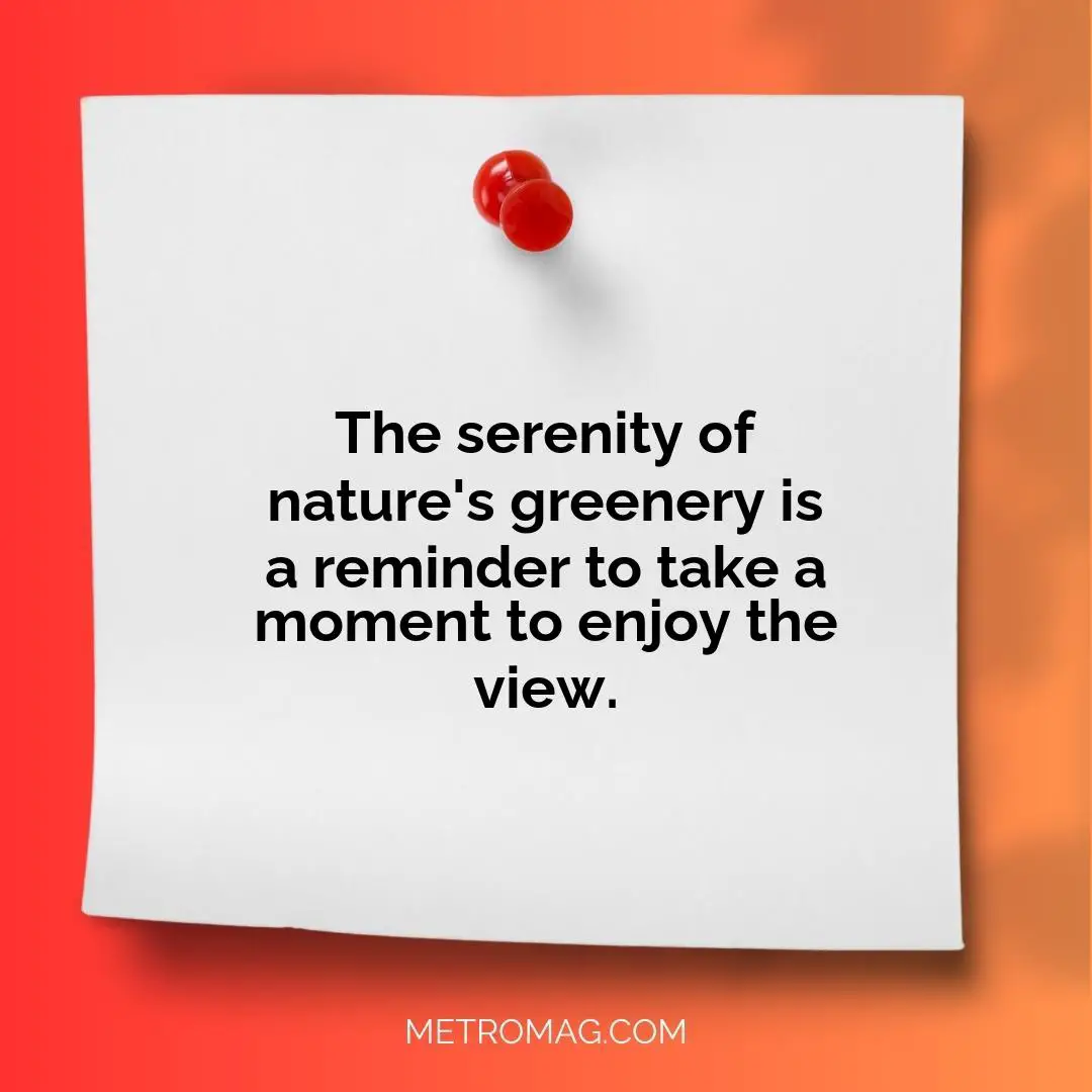 The serenity of nature's greenery is a reminder to take a moment to enjoy the view.