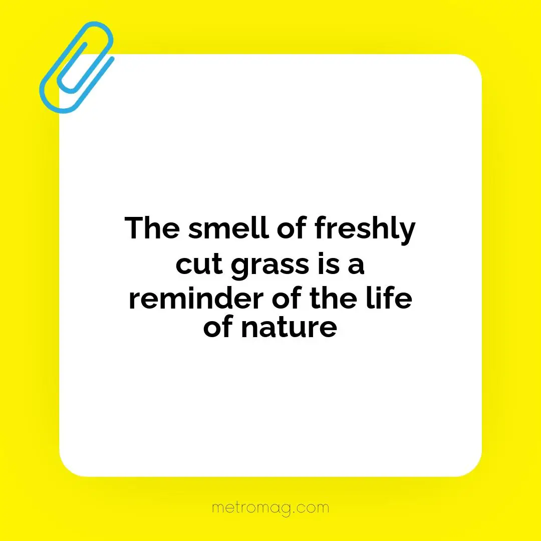 The smell of freshly cut grass is a reminder of the life of nature