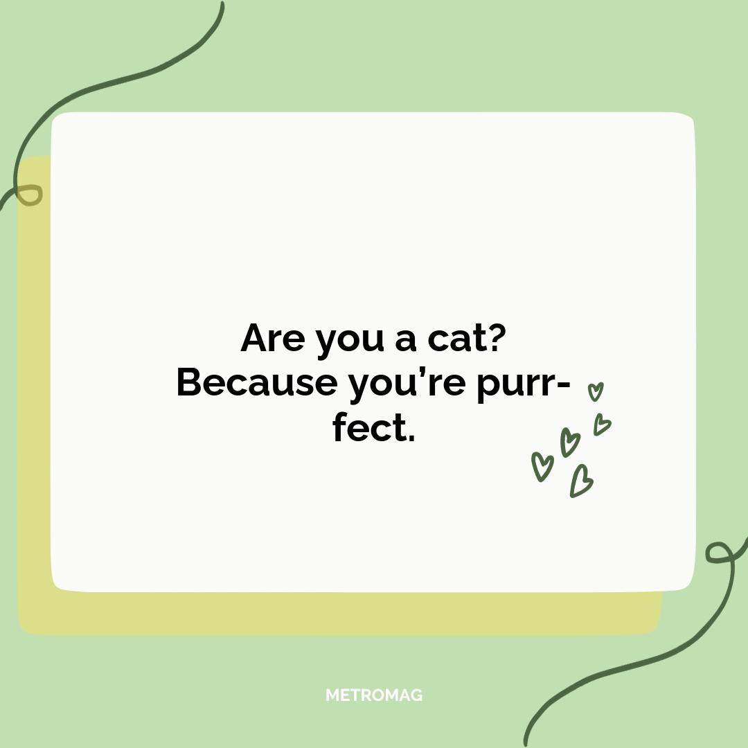 Are you a cat? Because you’re purr-fect.