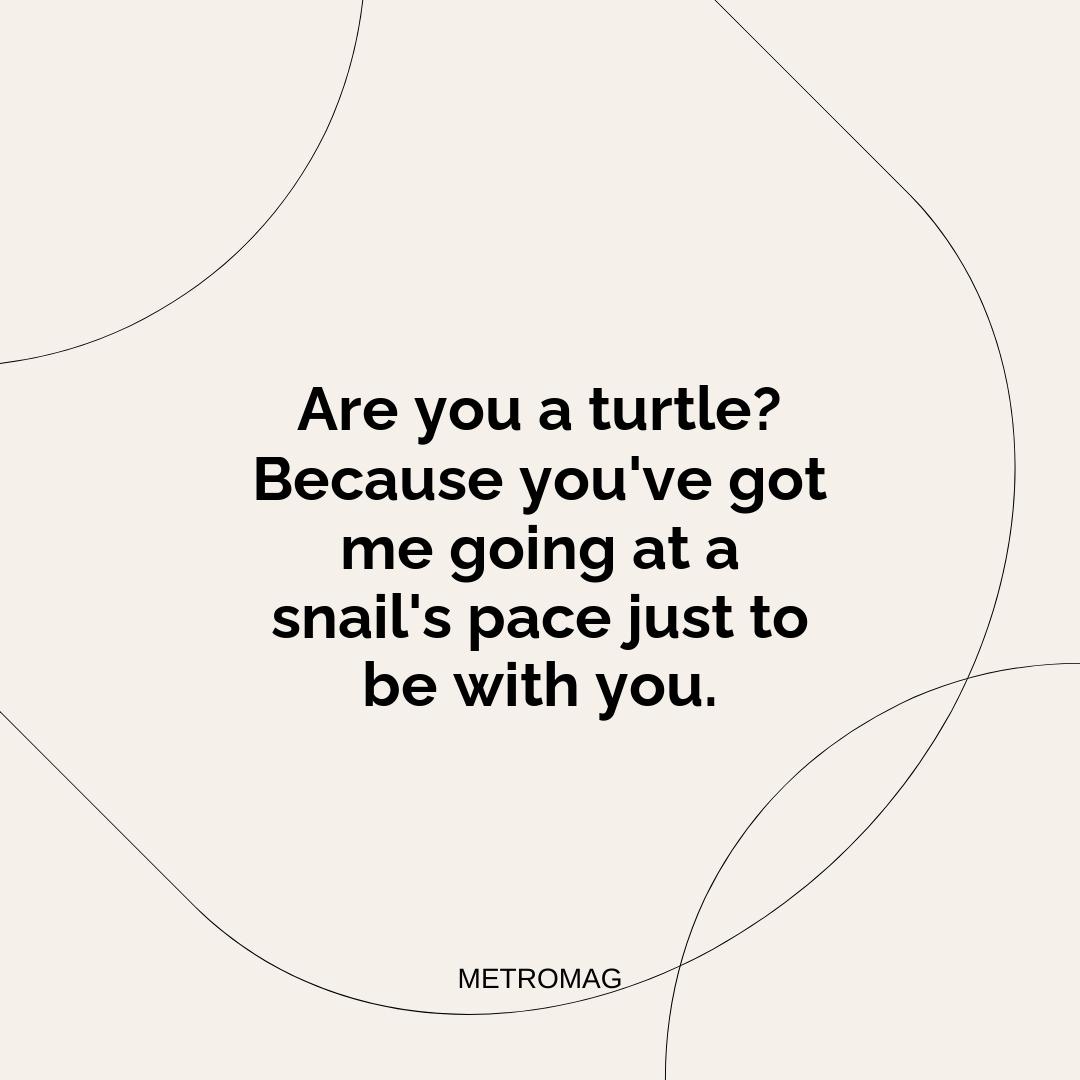 Are you a turtle? Because you've got me going at a snail's pace just to be with you.