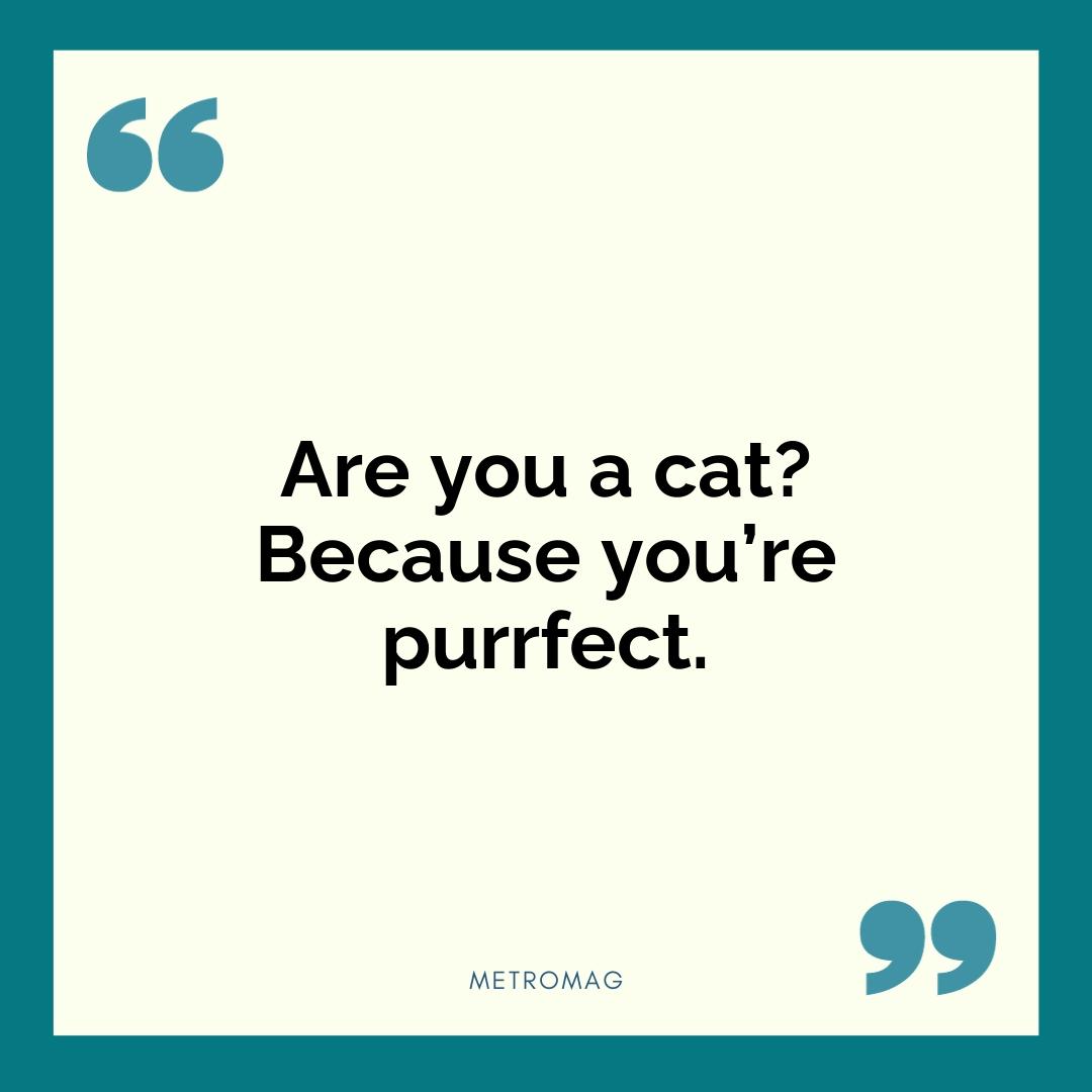 Are you a cat? Because you’re purrfect.