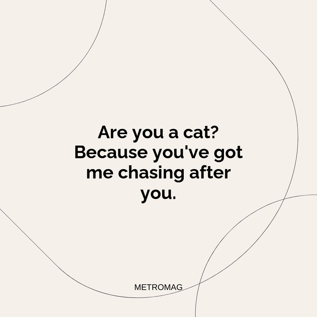 Are you a cat? Because you've got me chasing after you.