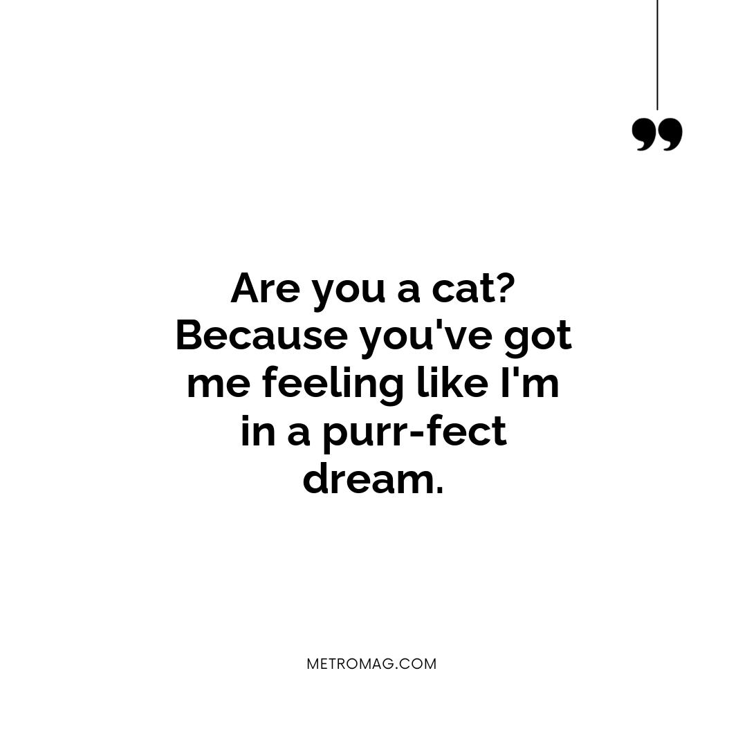 Are you a cat? Because you've got me feeling like I'm in a purr-fect dream.