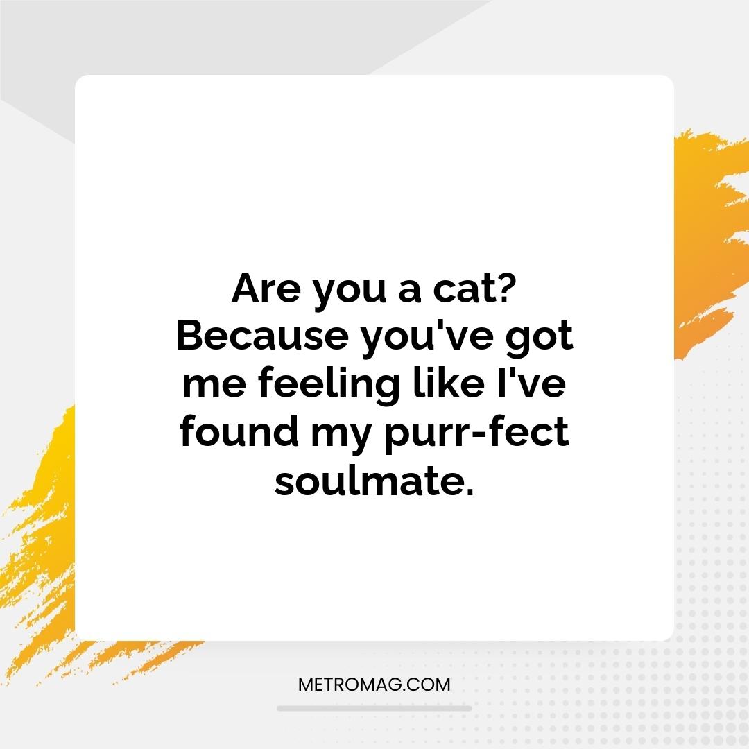 Are you a cat? Because you've got me feeling like I've found my purr-fect soulmate.
