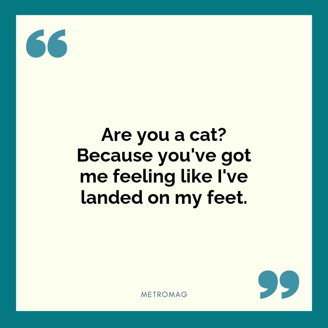 Are you a cat? Because you've got me feeling like I've landed on my feet.