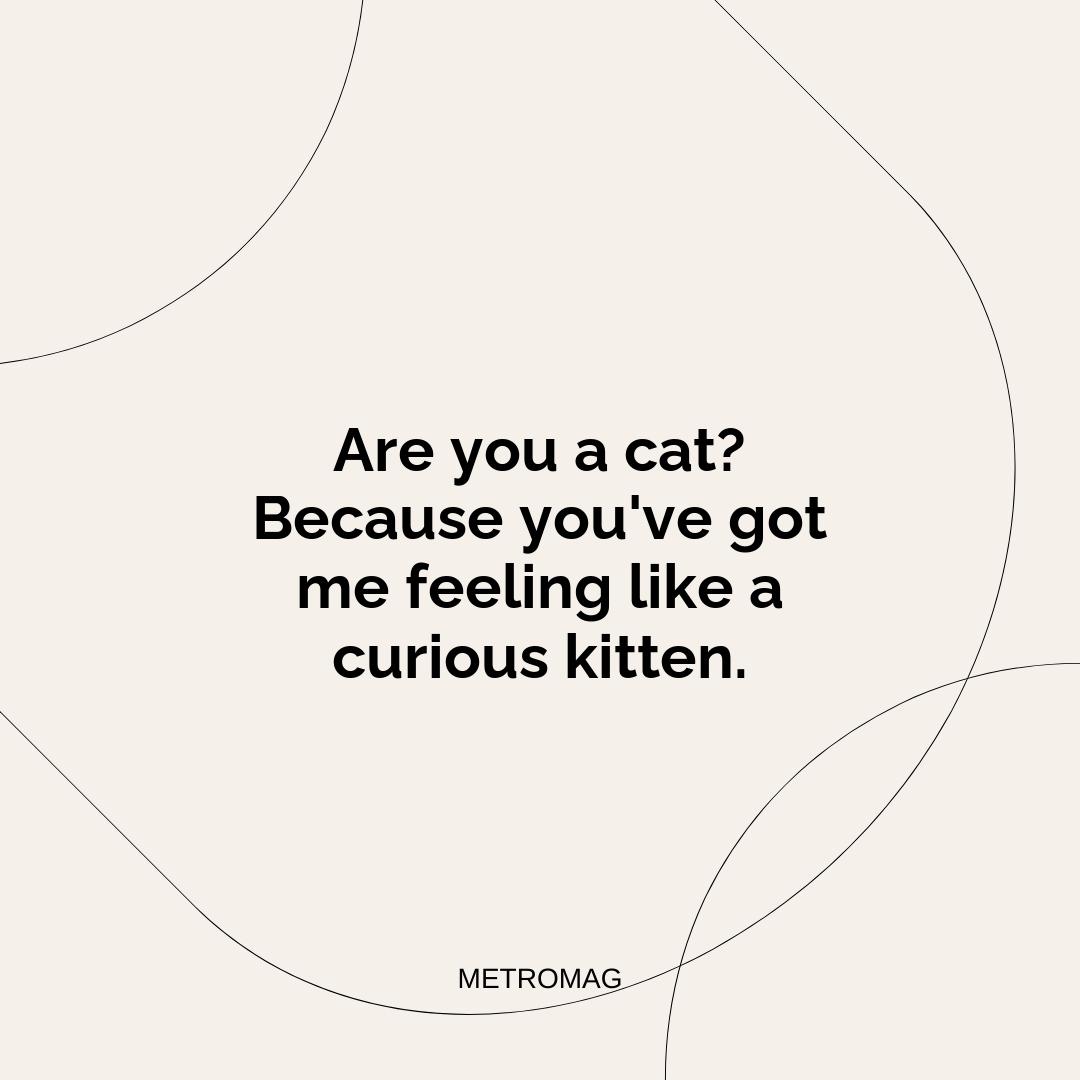 Are you a cat? Because you've got me feeling like a curious kitten.