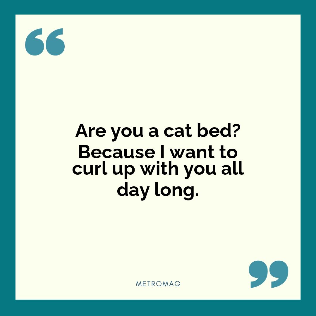 Are you a cat bed? Because I want to curl up with you all day long.