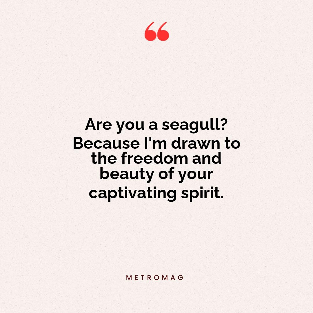 Are you a seagull? Because I'm drawn to the freedom and beauty of your captivating spirit.