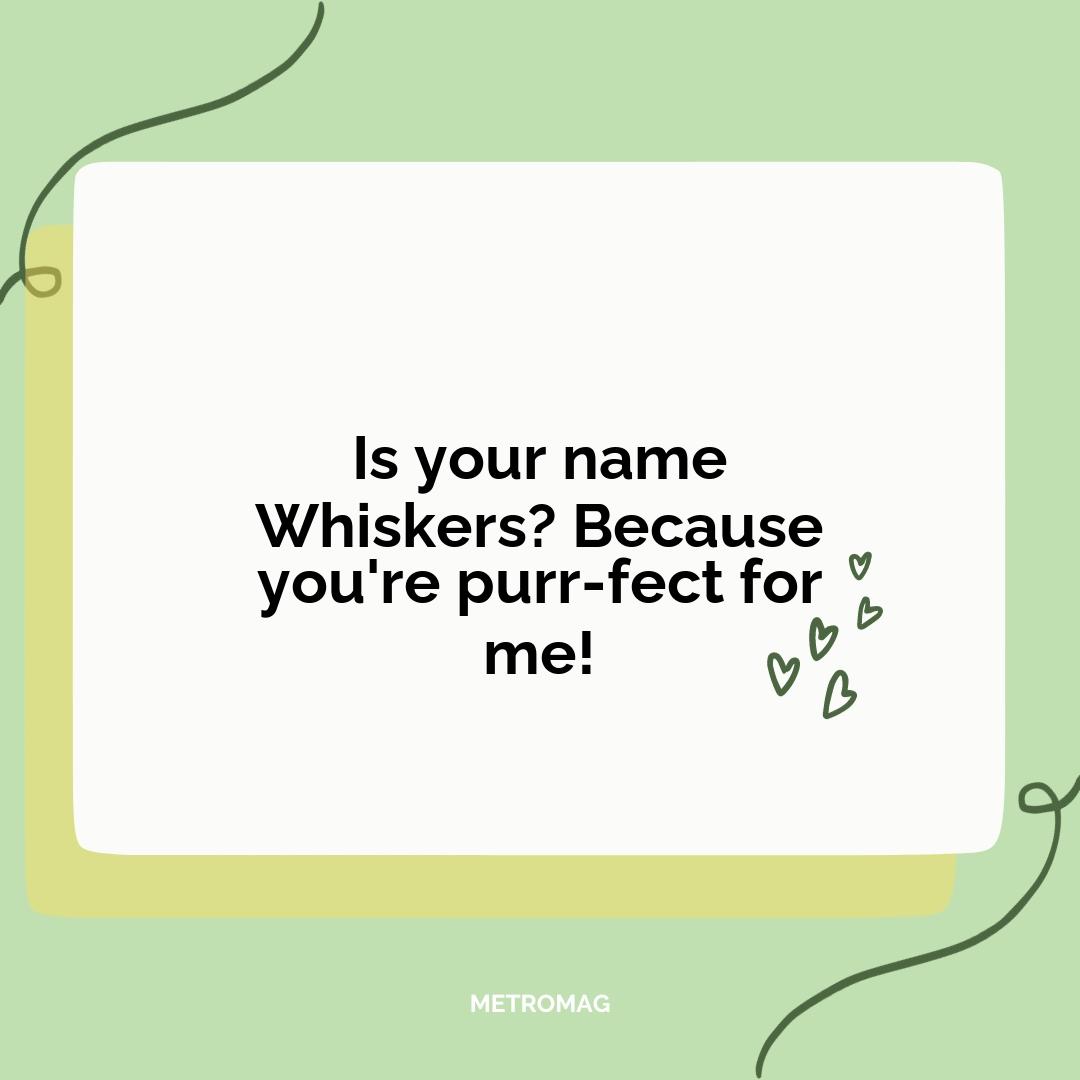 Is your name Whiskers? Because you're purr-fect for me!